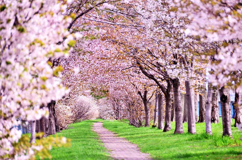 ĐÓN NĂM MỚI CHARTER: HỒ CHÍ MINH - OSAKA – KYOTO – KOBE